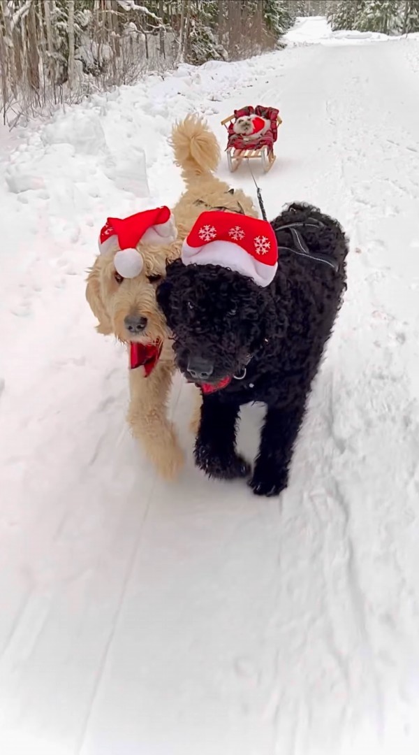 かわいいサンタさん達！ソリを曳く2匹の犬にサンタに扮した子猫