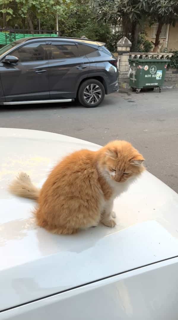 これだと車を発進させるまでしばらくかかりそうです・・。車体の上には猫がたくさん！しかもよく見ればタイヤで爪とぎをしている子の姿まで・・