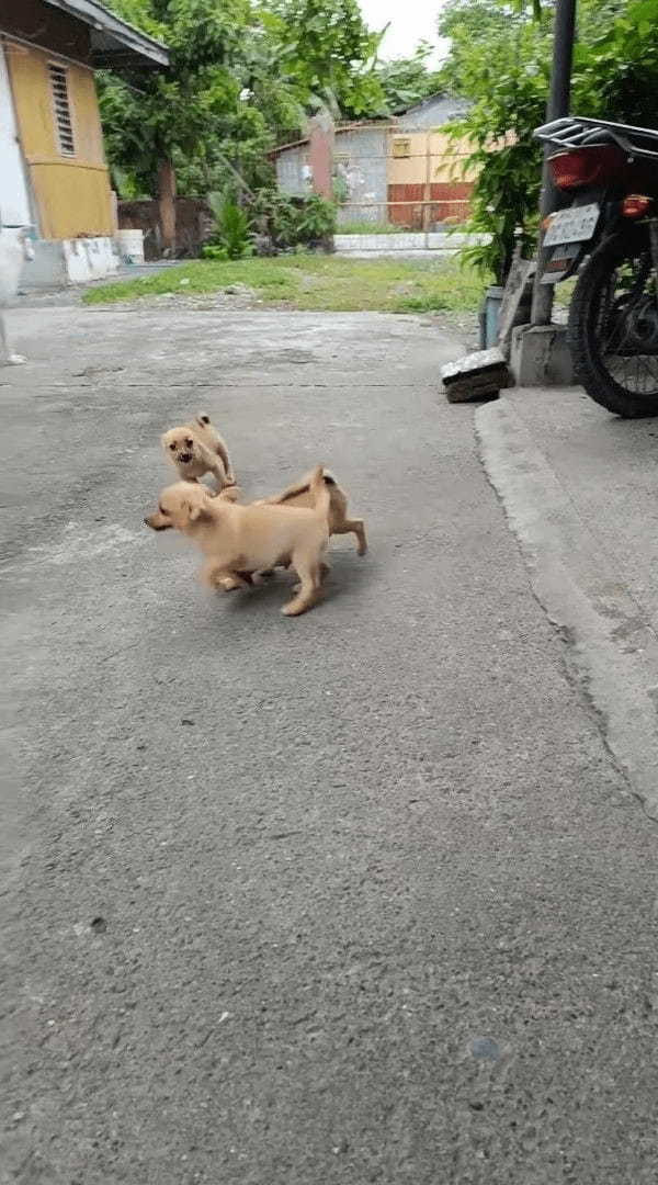 猫もタジタジ？元気な子犬たちが「遊んで！」とじゃれつく姿がかわいいけれど・・【海外・動画】