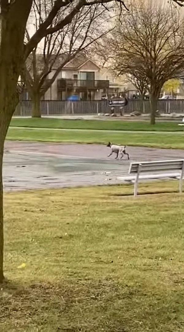 公園でカモがいるのを見つけた犬。一緒に遊ぼうとばかりにダッシュで駆け寄りますが、途中に水たまりがあったため・・・