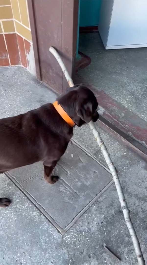 木の枝を気に入り拾ってきた愛犬。意気揚々とお家に運ぼうとしたのですが・・、その木の枝は持ち帰るのが難しいみたい【海外・動画】