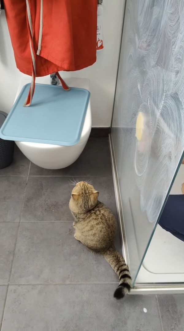 猫は掃除中の飼い主さんとも遊びたい？！シャワールームをスポンジでゴシゴシ拭いていると・・【海外・動画】