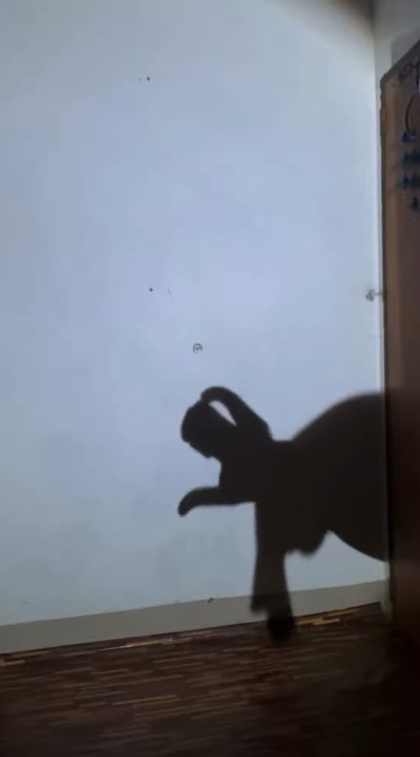 まるで生きているみたい!両手を使って演じられる影絵のクオリティがスゴい!!【海外・動画】