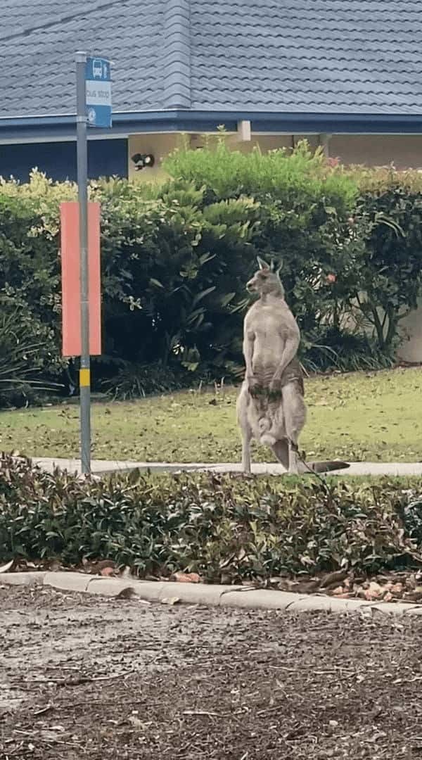 オーストラリアの道端に佇むカンガルー。すぐ隣に停留所があるけど・・バスを待っているのかな？【海外・動画】