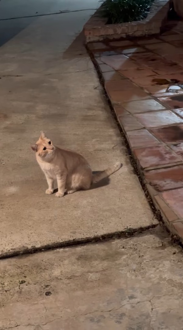 不思議そうに眺めている姿もかわいい。猫が見つめているのは・・ガレージのレールにしがみついているオポッサム！！