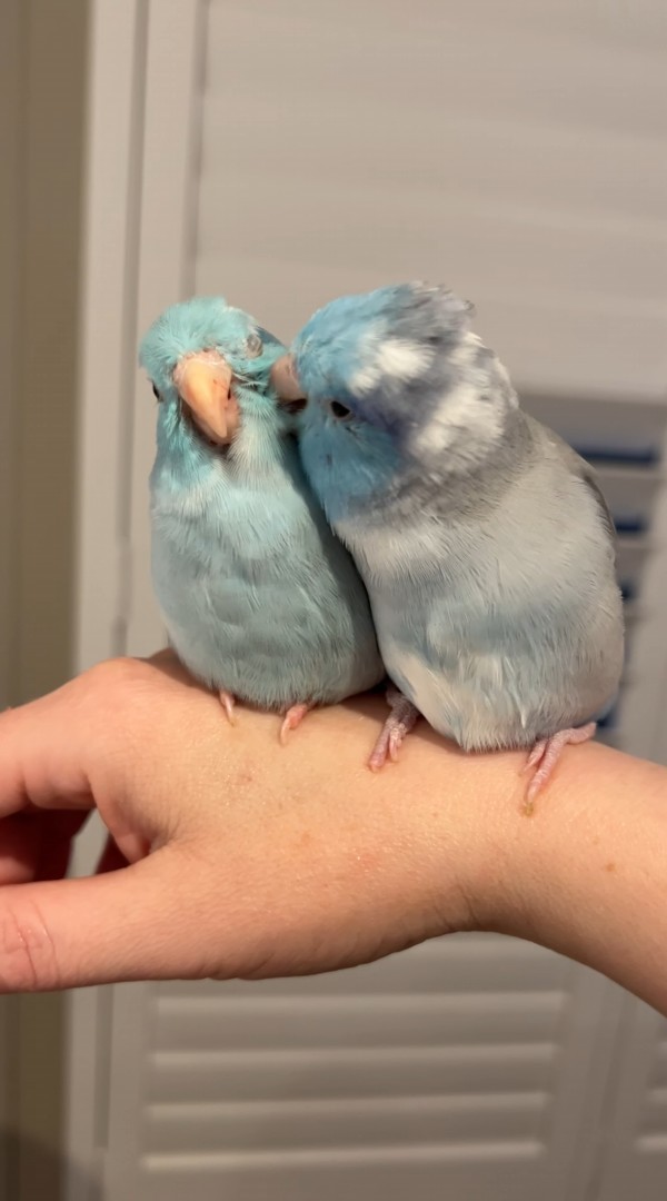 仲良しインコの姿にほっこり。飼い主さんの腕の上でお互いを毛づくろい【海外・動画】