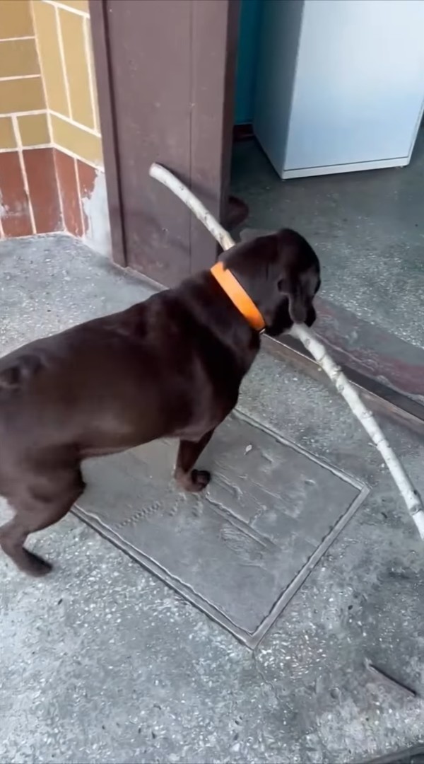 木の枝を気に入り拾ってきた愛犬。意気揚々とお家に運ぼうとしたのですが・・、その木の枝は持ち帰るのが難しいみたい【海外・動画】