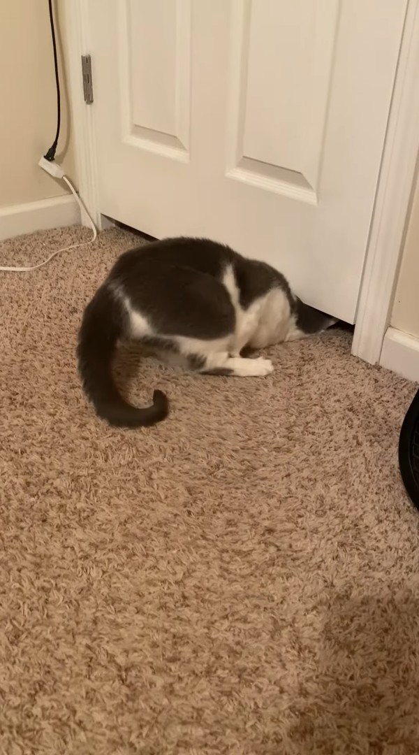 猫の体が液体過ぎる！ドアの下にあった僅かな空間を通って部屋の外に出ちゃった！！
