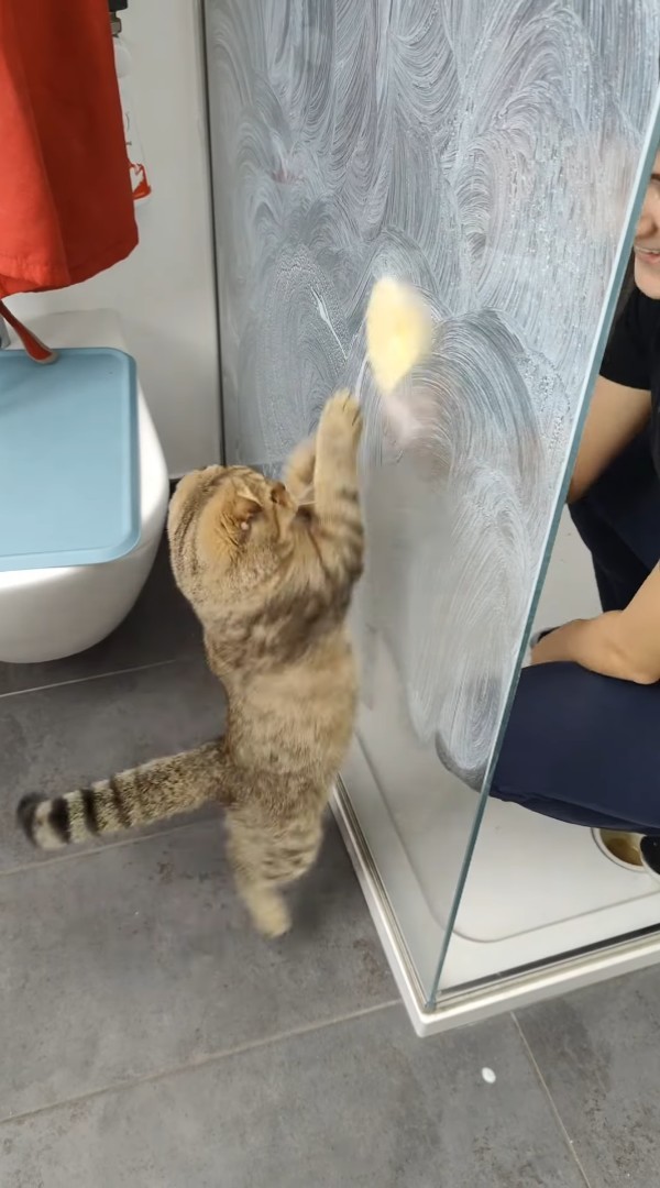 猫は掃除中の飼い主さんとも遊びたい？！シャワールームをスポンジでゴシゴシ拭いていると・・【海外・動画】