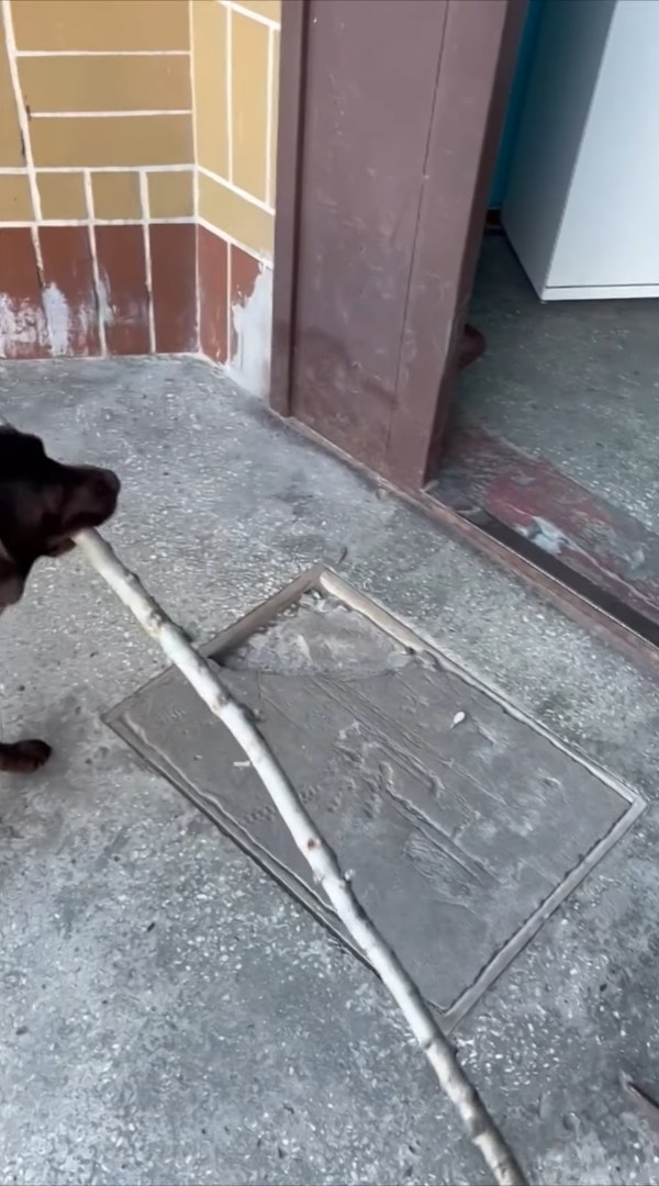 木の枝を気に入り拾ってきた愛犬。意気揚々とお家に運ぼうとしたのですが・・、その木の枝は持ち帰るのが難しいみたい【海外・動画】