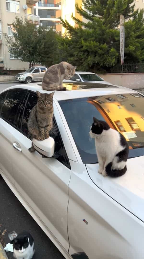 これだと車を発進させるまでしばらくかかりそうです・・。車体の上には猫がたくさん！しかもよく見ればタイヤで爪とぎをしている子の姿まで・・