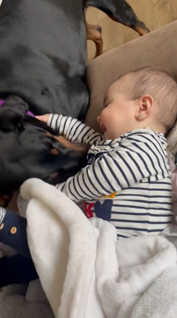 赤ちゃんと愛犬は大の仲良し！愛犬が赤ちゃんをくすぐって・・ふたりで楽しい時間を過ごしています！！【海外・動画】