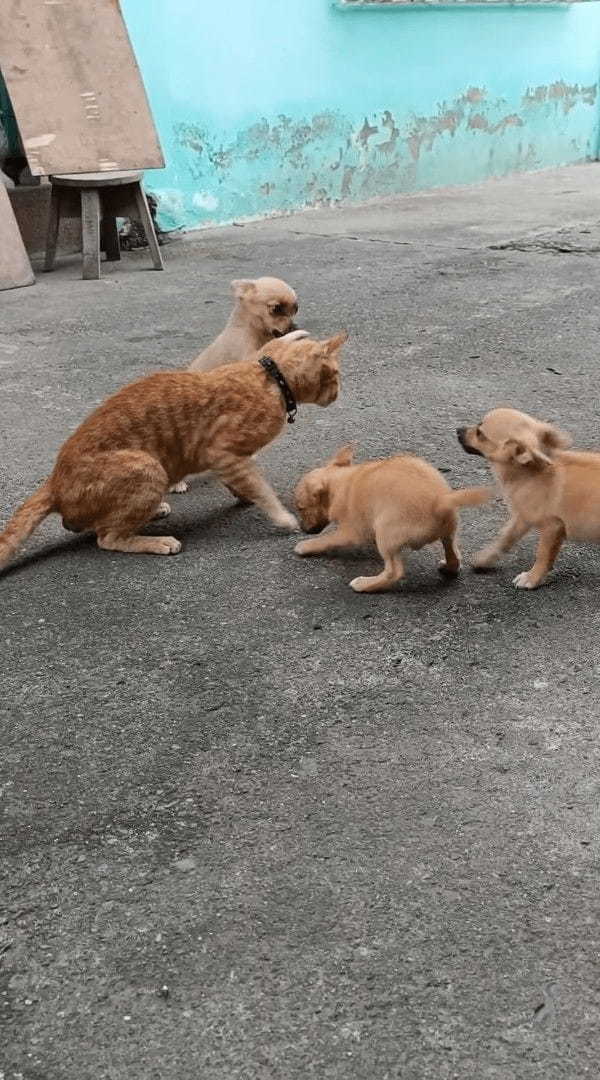 猫もタジタジ？元気な子犬たちが「遊んで！」とじゃれつく姿がかわいいけれど・・【海外・動画】