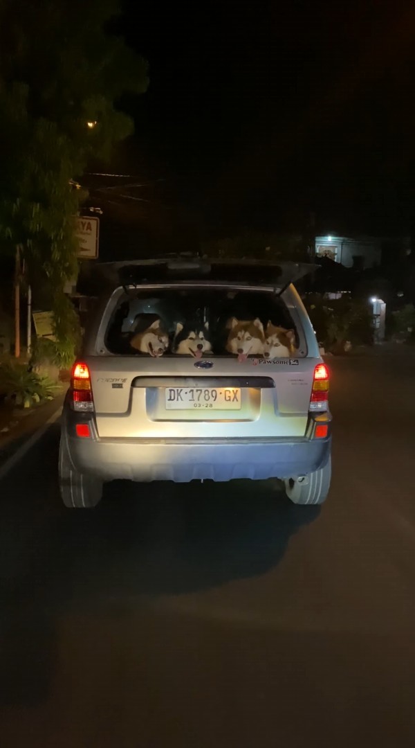 みんなで楽しいお出かけ帰り？仲良くハッチバックで頭を並べるハスキー犬たち【海外・動画】