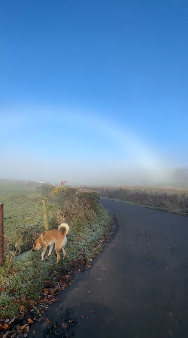 霧が生んだ絶景。愛犬の散歩に出かけたら目前に広がったのは・・、珍しい自然現象「白虹」です！！【海外・動画】