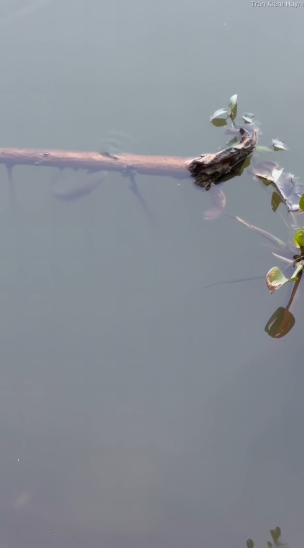 絶対つかまりたくない小さな魚。水面に浮かぶ木の枝を巧みに使って、追い回してくる大きな魚からその身を隠します