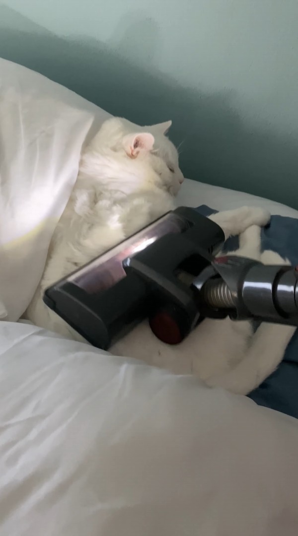 爆音も気にならないほど熟睡中？ベッドで眠る猫を掃除機でブラッシング！！【アメリカ・動画】