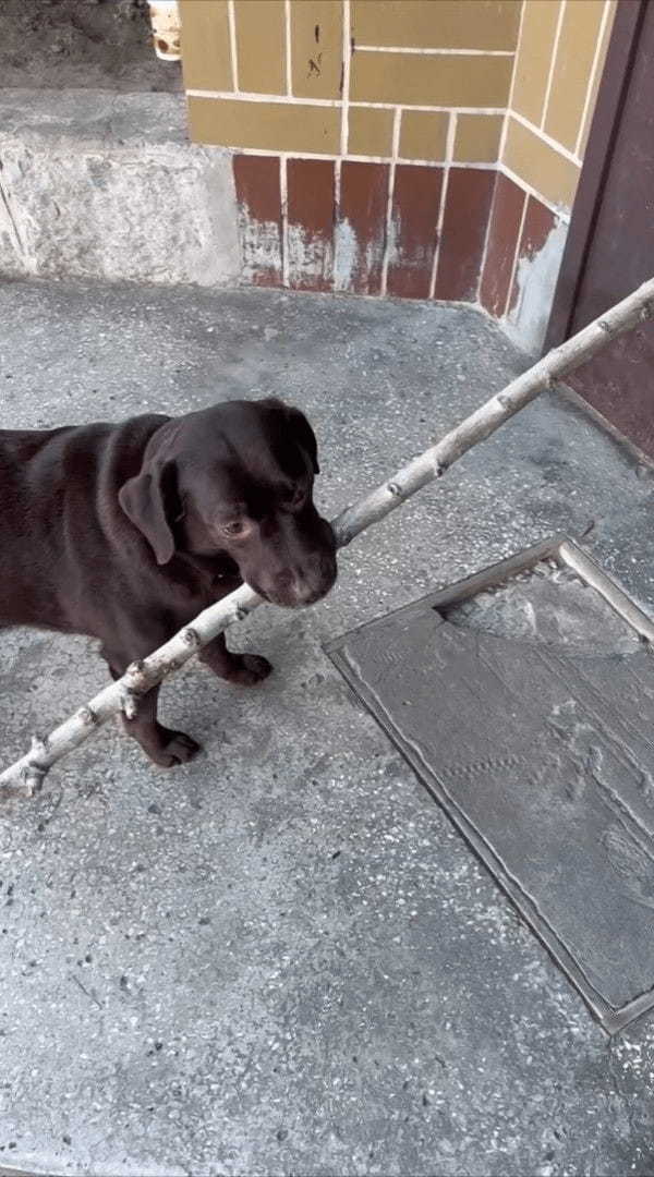 木の枝を気に入り拾ってきた愛犬。意気揚々とお家に運ぼうとしたのですが・・、その木の枝は持ち帰るのが難しいみたい【海外・動画】