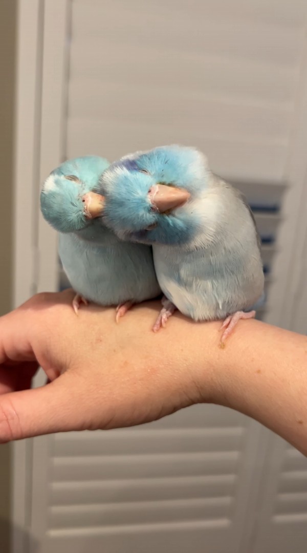 仲良しインコの姿にほっこり。飼い主さんの腕の上でお互いを毛づくろい【海外・動画】