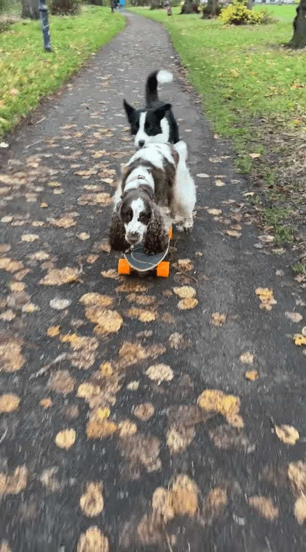 スケートボードで遊ぶ愛犬たち。2匹で上手にプッシュしていきます！！【海外・動画】