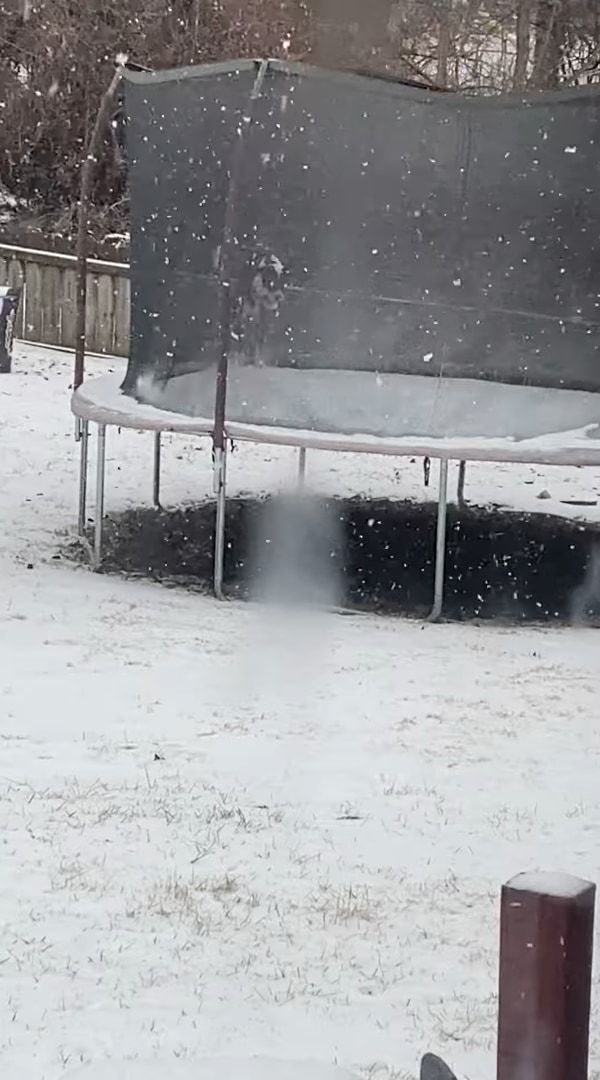 雪が大好きだという犬。雪が降っている最中にトランポリンで遊ぶととても楽しいみたい！ずっと跳ね続けて楽しそうに過ごしています