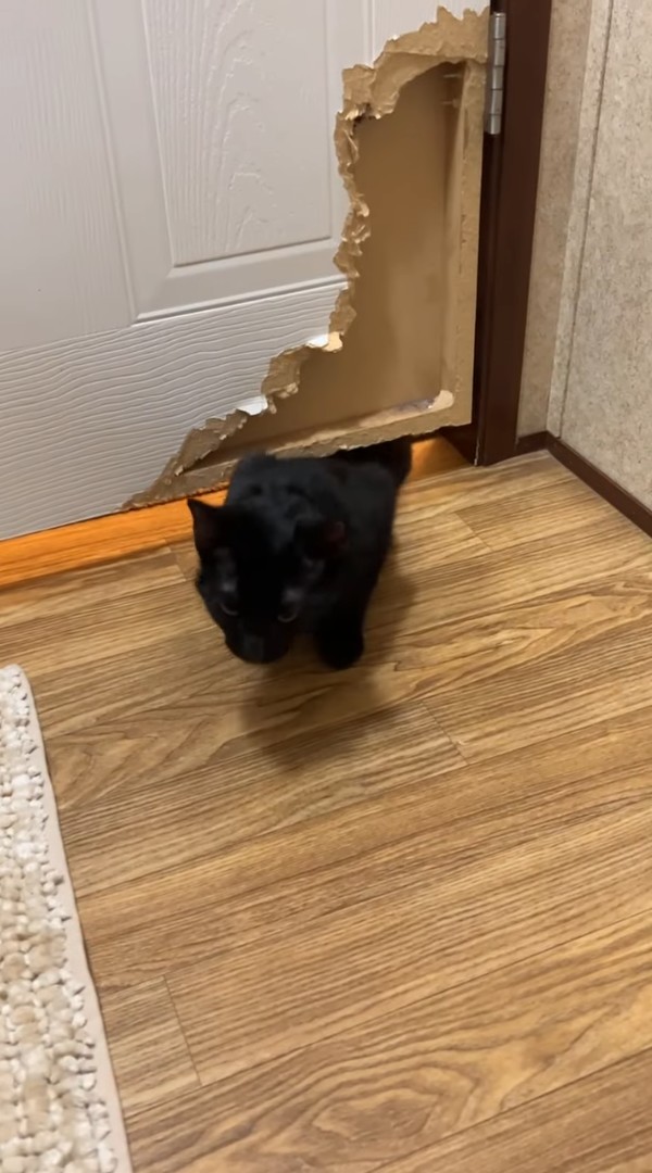 猫が液体過ぎる！わずかな隙間もくぐれるこの子にドアなんて関係ない！？【アメリカ・動画】