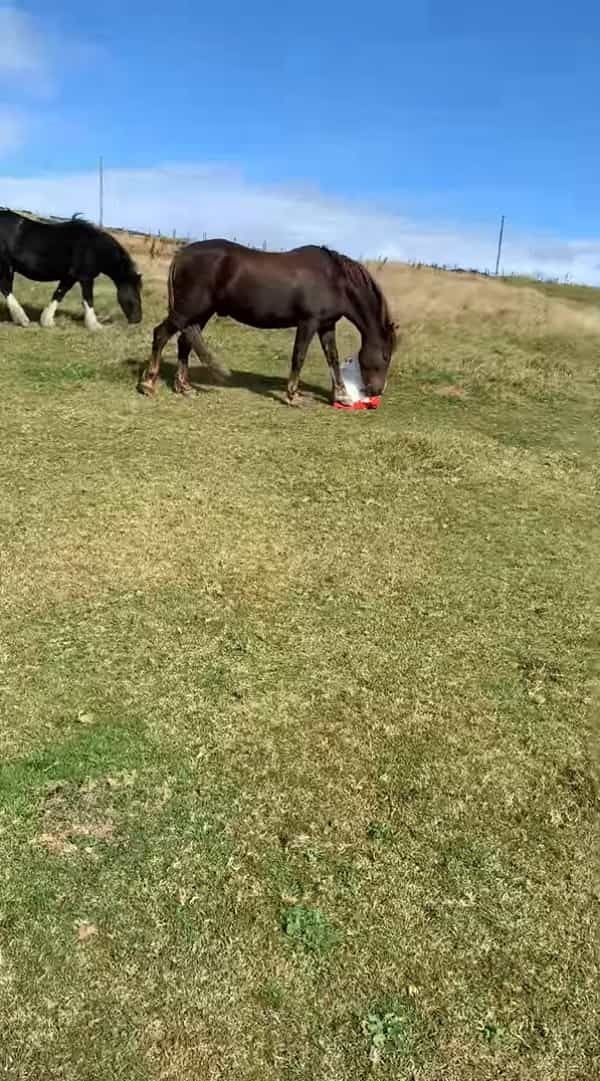 ゴミを集めていた袋で遊ぶ馬。それを飼い主さんに咎められ逃げ出した馬は、なんとトンデモナイ一発を仕掛けて去っていきました【海外・動画】