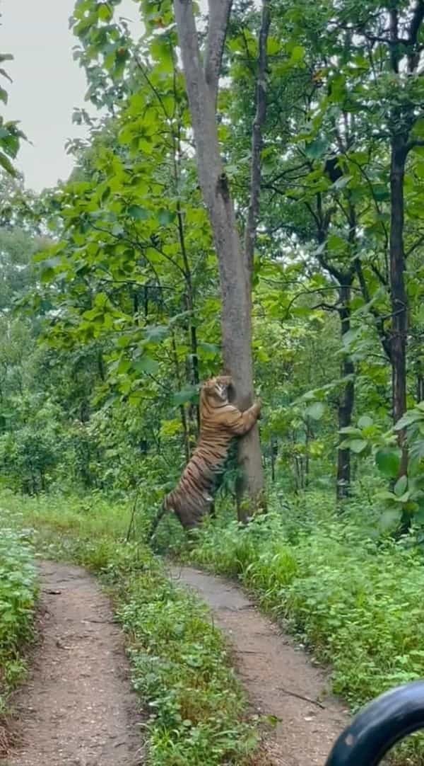 マーキング？それとも爪研ぎ中？道の脇にある巨木に、なんと『巨大な虎』が抱きついていたのです！！