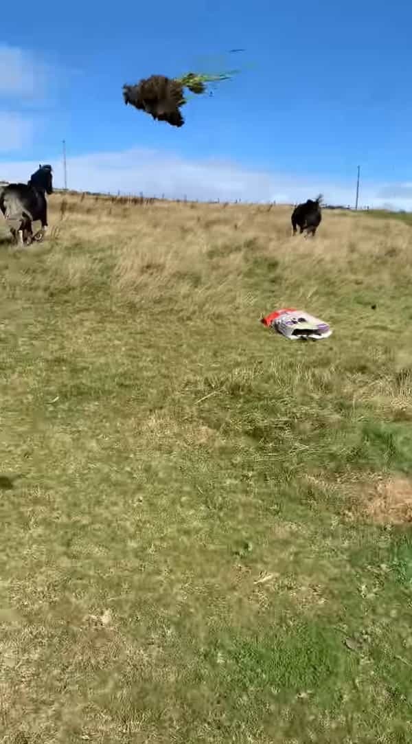 ゴミを集めていた袋で遊ぶ馬。それを飼い主さんに咎められ逃げ出した馬は、なんとトンデモナイ一発を仕掛けて去っていきました【海外・動画】