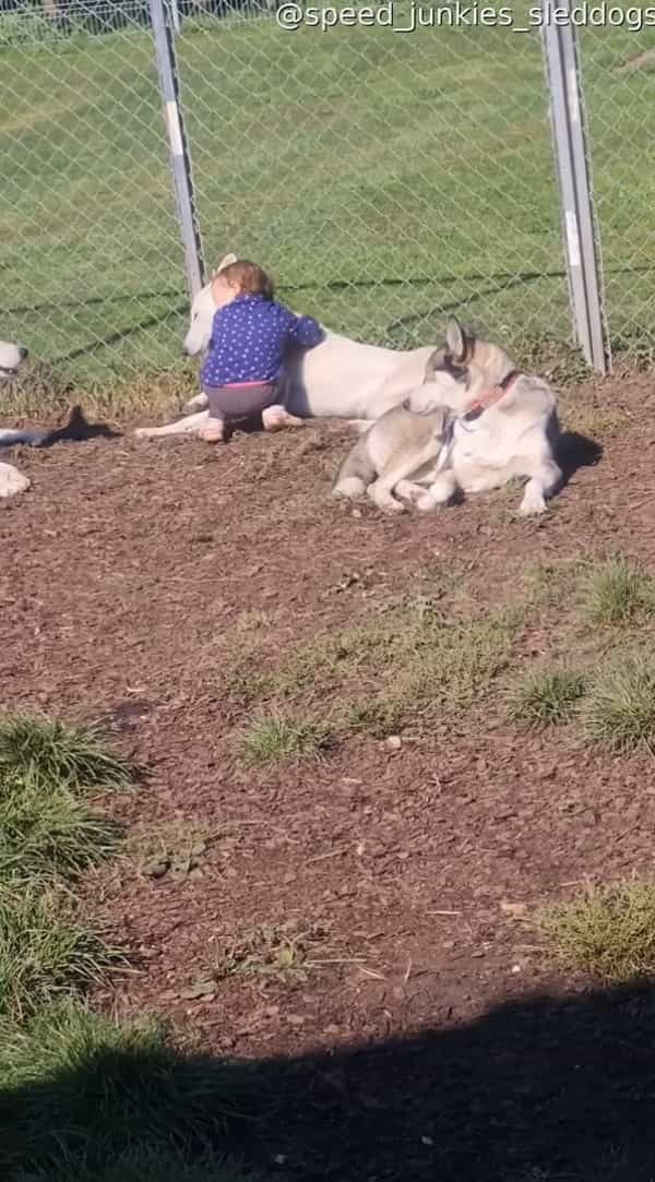 一緒に暮らすハスキー犬たちが大好きな2歳の女の子。くつろいでいる一頭一頭にハグをしたりキスをしたりするその姿にほっこり【海外・動画】