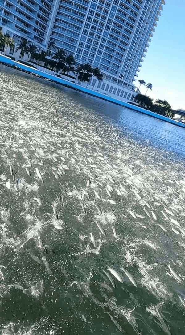 海中から何かが接近してくる！パドリング中に接近してきたのは巨大水棲生物・・ではなく！！【アメリカ・動画】