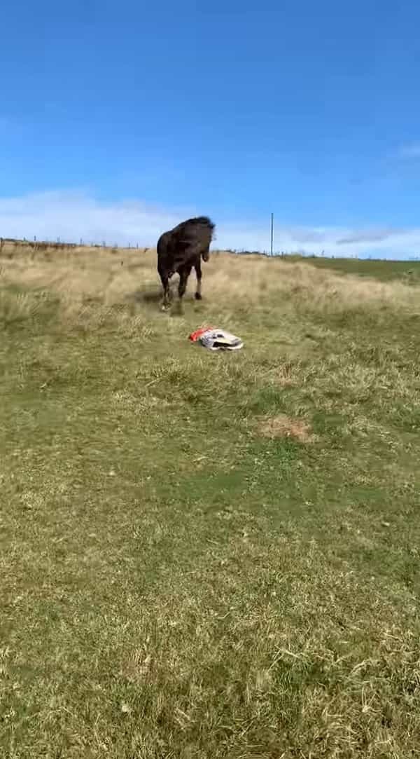 ゴミを集めていた袋で遊ぶ馬。それを飼い主さんに咎められ逃げ出した馬は、なんとトンデモナイ一発を仕掛けて去っていきました【海外・動画】