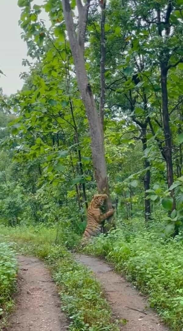 マーキング？それとも爪研ぎ中？道の脇にある巨木に、なんと『巨大な虎』が抱きついていたのです！！