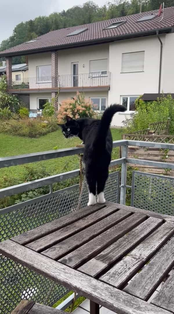 庭に出たそうにしている猫。しかし、この子がいるのは2階で・・。どうやって庭に行くのかと思ったらビックリ！！【海外・動画】