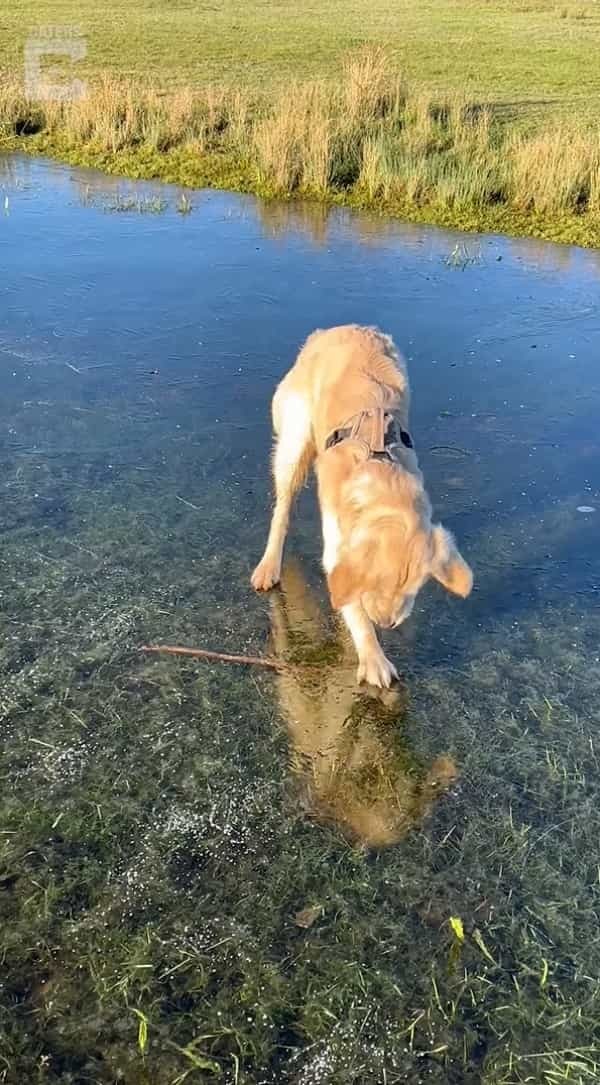 川の中にいい感じの枝を見つけた子犬。なんとかゲットしようと躍起になっていますが、その枝をくわえるのは難しそうだよ？？