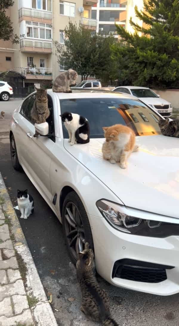 これだと車を発進させるまでしばらくかかりそうです・・。車体の上には猫がたくさん！しかもよく見ればタイヤで爪とぎをしている子の姿まで・・