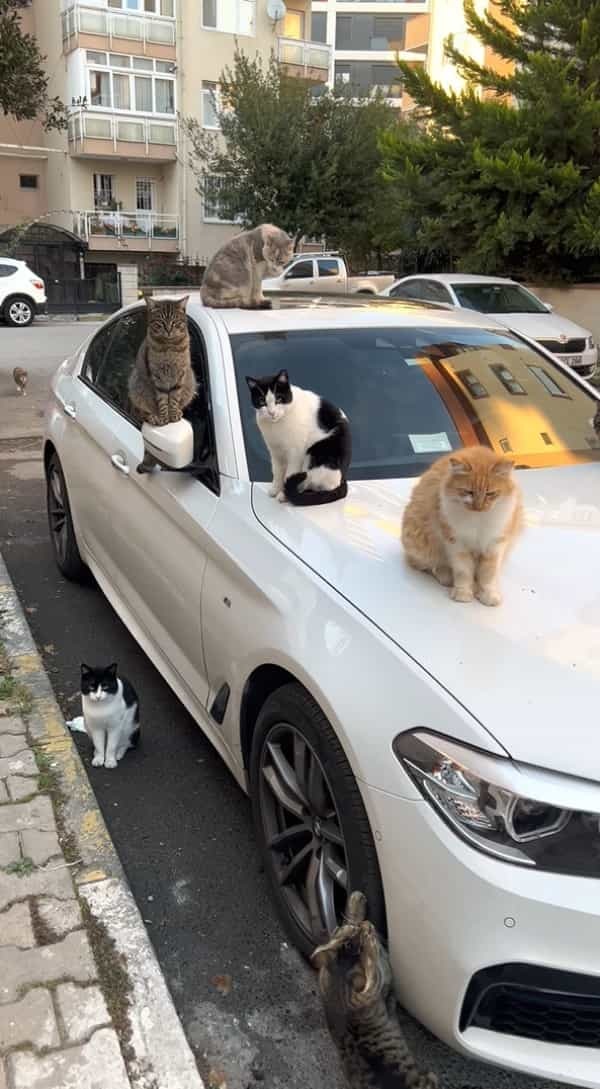 これだと車を発進させるまでしばらくかかりそうです・・。車体の上には猫がたくさん！しかもよく見ればタイヤで爪とぎをしている子の姿まで・・