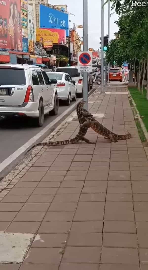 人通りもある歩道の真ん中でハグをしているのはとても意外な『ある生き物』！？もしかして、ハグじゃなくて取っ組み合いのケンカの最中でしたか？