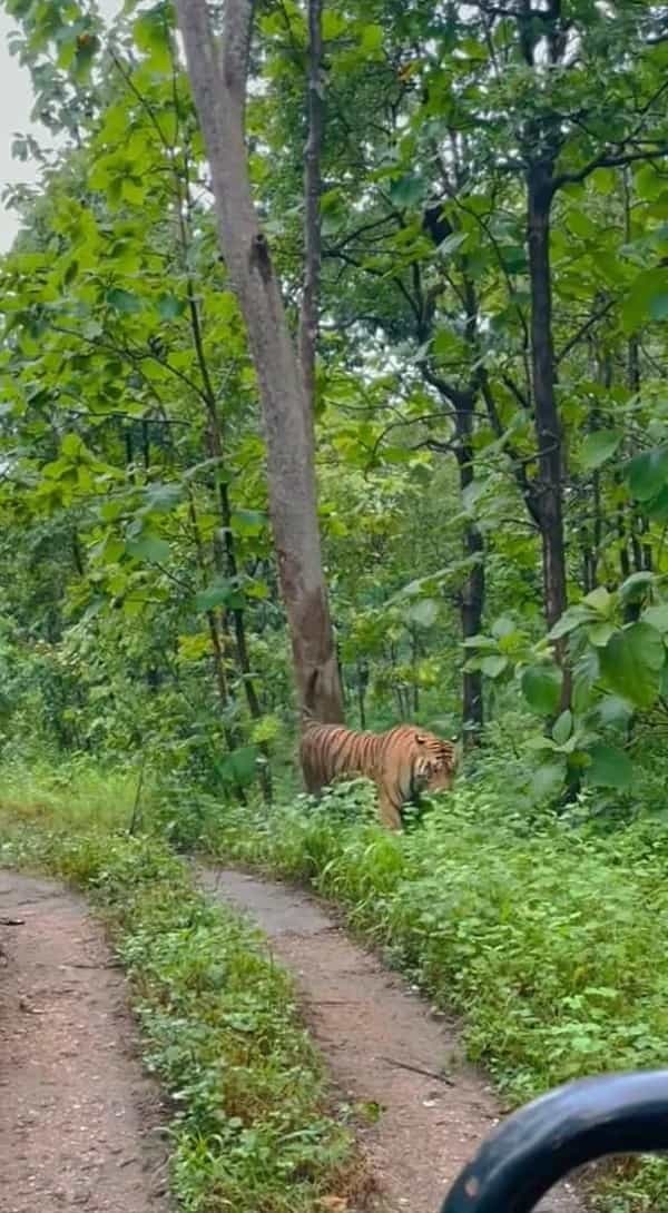 マーキング？それとも爪研ぎ中？道の脇にある巨木に、なんと『巨大な虎』が抱きついていたのです！！