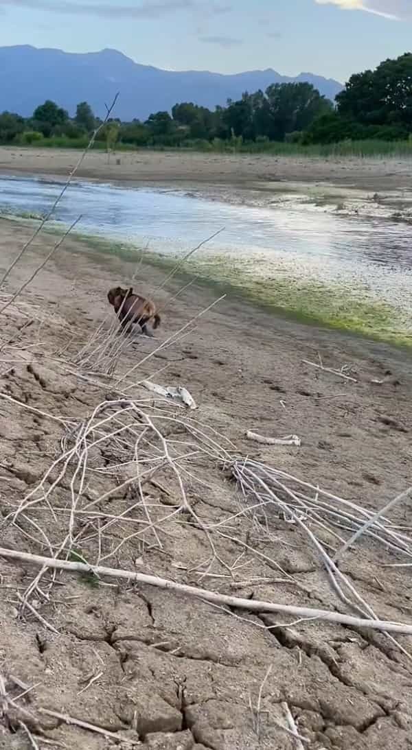 泥遊びを満喫するフレンチ・ブルドッグ。どんなコースで遊び回ったか、ひと目でしっかりわかります！！