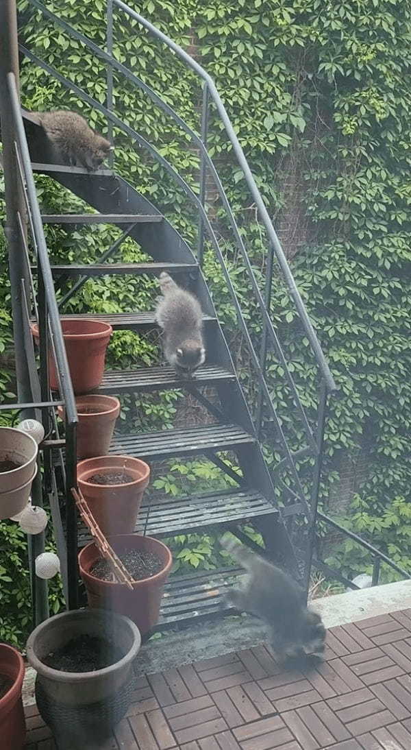 階段を下ってくるのはアライグマの赤ちゃんたち！よいしょよいしょとおりていく姿がかわいい！！【海外・動画】