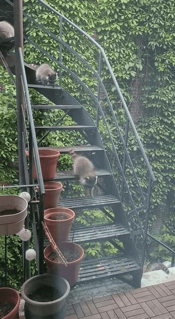 階段を下ってくるのはアライグマの赤ちゃんたち！よいしょよいしょとおりていく姿がかわいい！！【海外・動画】