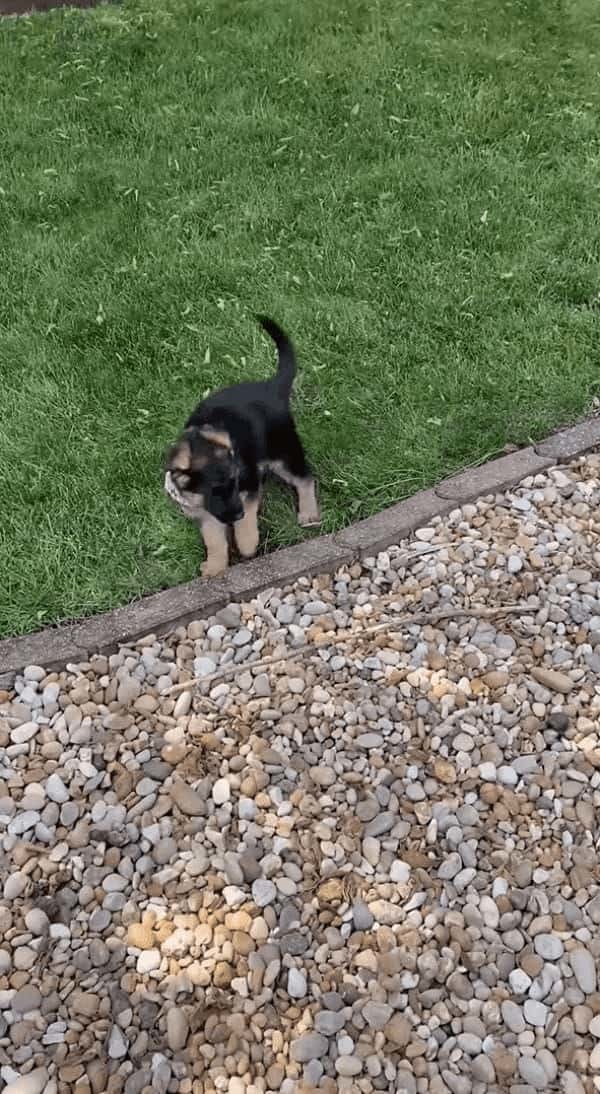 初めてウサギに会った子犬。黒い毛並みの子たちなので仲間同士と思ってくれるかなと思いましたが・・、まさかの結末！！