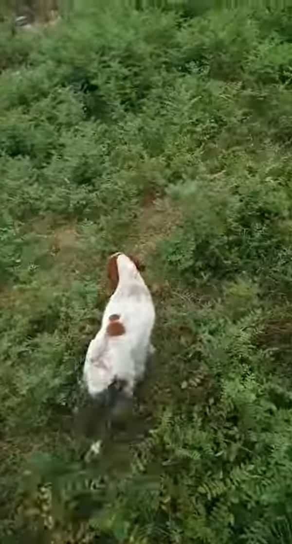 愛犬が先導するのに従って草むらの中を進んでいくと・・、藪の中であるとても素敵な出会いがありました！！【海外・動画】