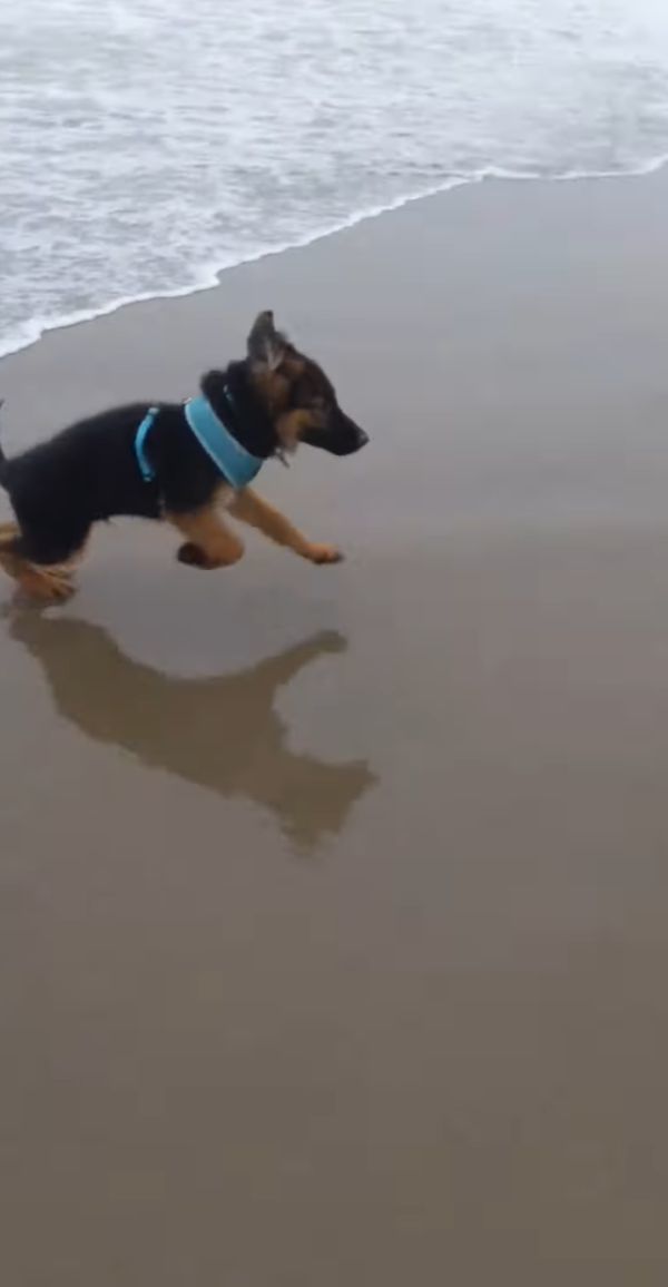 初めて海に来たジャーマンシェパードの子犬。生まれてこのかた見たことのない○○にビックリしたみたいで・・・