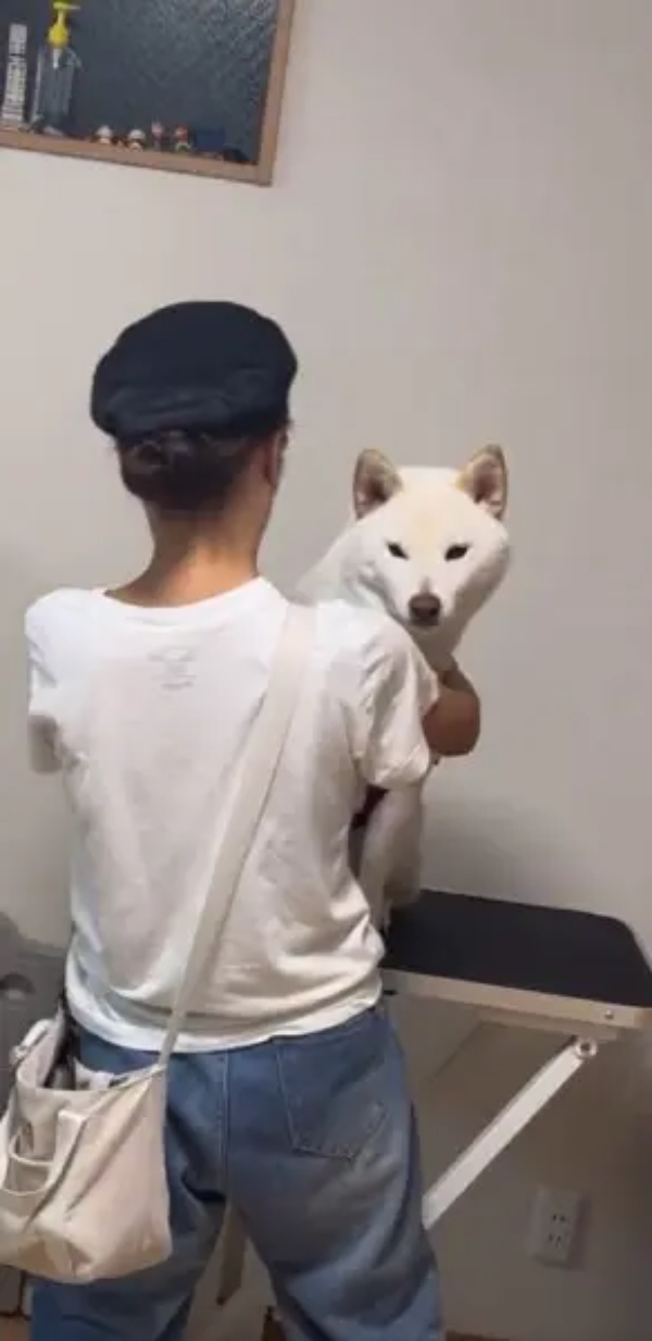 左右にぴょこぴょこ　後ろにあるおやつがどうしても見たい柴犬さん