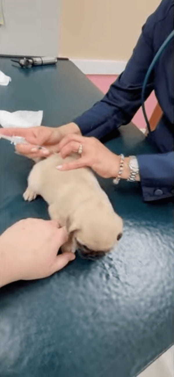 初めての健康診断を受ける子犬たち。体重を測って目の検査をして・・、注射にはみんなそれぞれのリアクションが！！