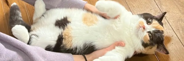 リアルすねこすり？　三毛猫ちゃんの丸みを帯びたナイスバディ