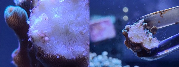国内初、東大サンゴベンチャー「イノカ」が完全人工環境下でサンゴ抱卵に成功!