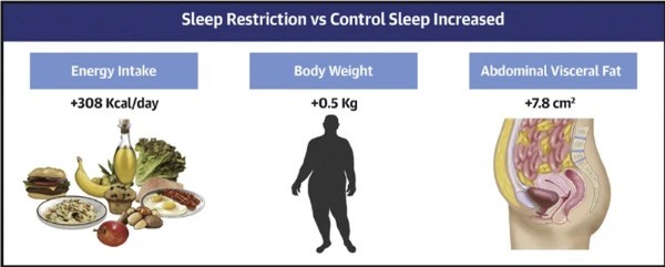 睡眠不足で「内臓脂肪」が増加しやすくなると判明